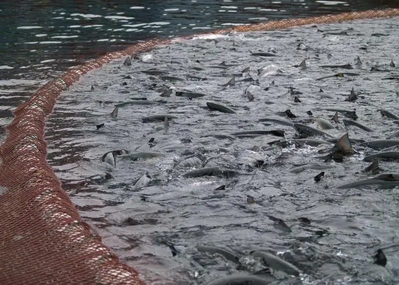 Mainstream Canada was “shaken and saddened” to discover a dead humpback at one of its farms. Credit: Mainstream Canada