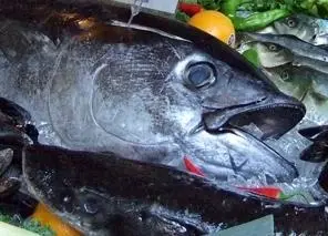 Traces of radiation in bluefin tuna could give insight into the fish’s migratory habits. Credit Julie Bedford/NOAA