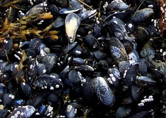 The study will review the current evidence for the use of indicator shellfish species