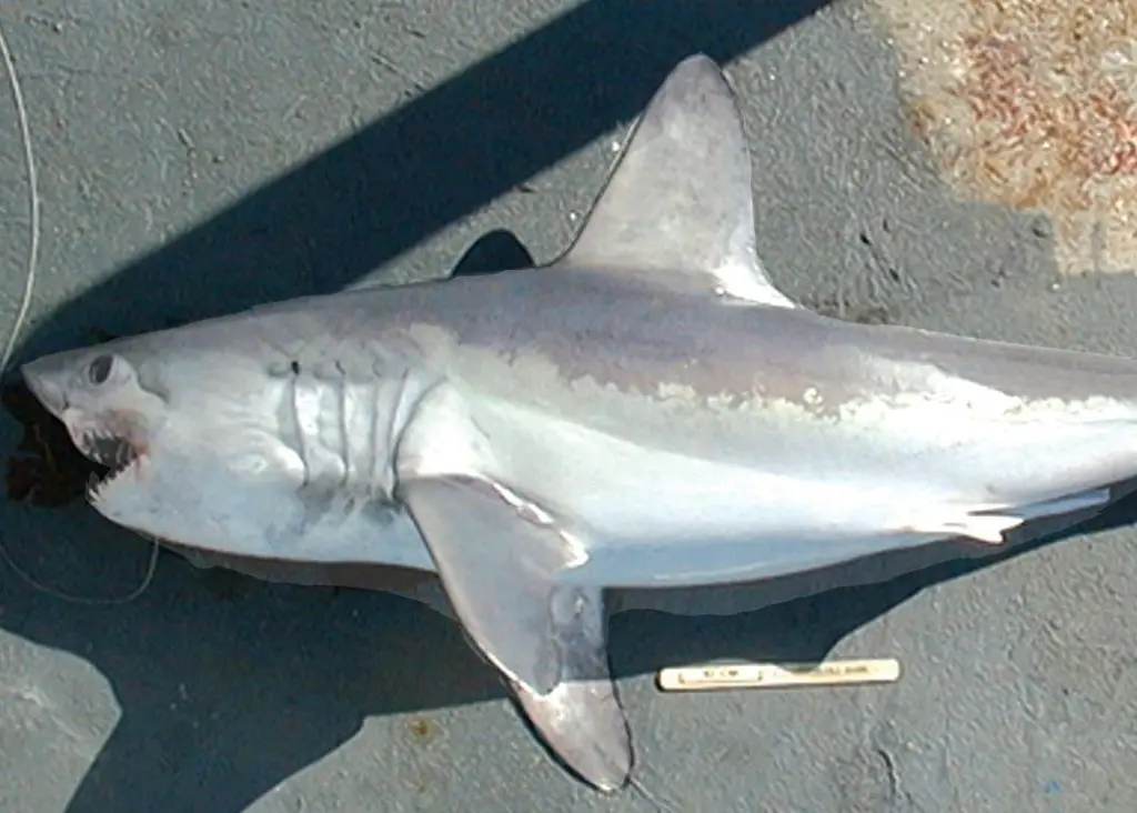 Porbeagle shark is one of five species under consideration. Photo: NOAA