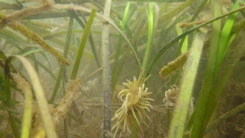 Seagrass (Zostera marina) at Porth Dinllaen in North Wales with a snakelocks anemone attached