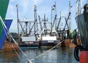 Catchbox wants to get us eating more local seafood