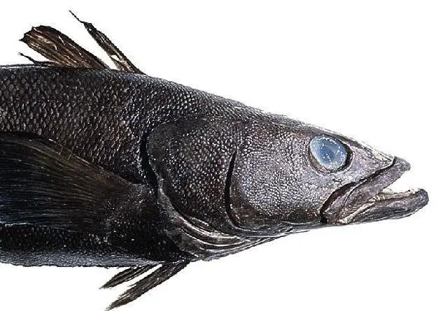 Patagonian toothfish