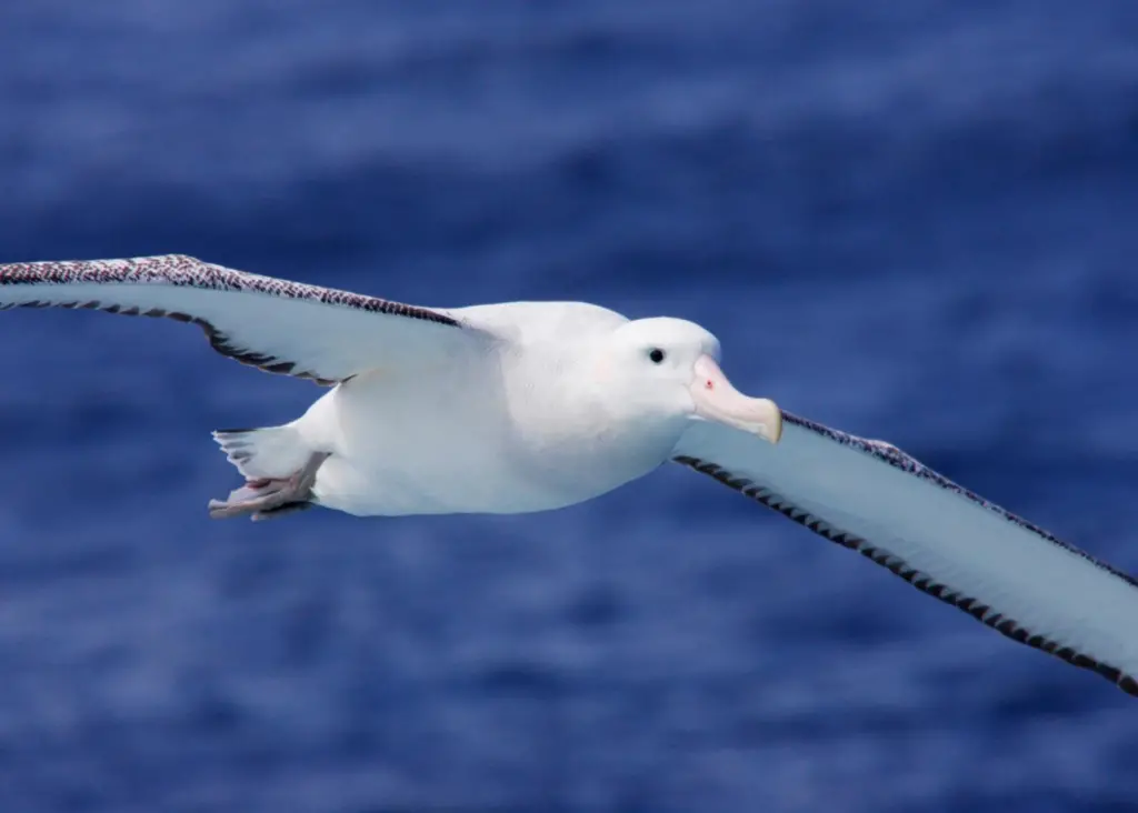 RSPB is renewing calls to protect seabird populations in EU waters