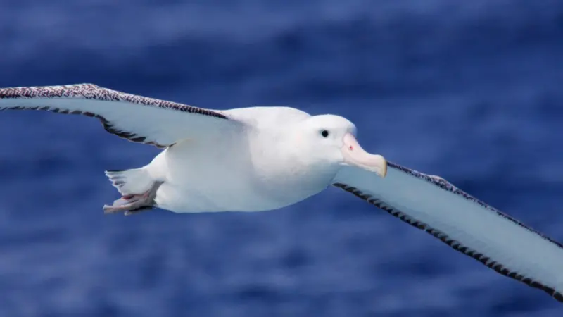 RSPB is renewing calls to protect seabird populations in EU waters