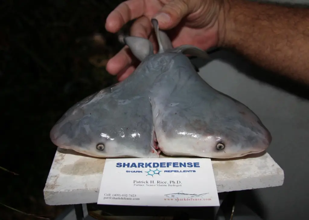 Scientists confirm first two-headed bull shark. Courtesy of Patrick Rice, Shark Defense/Florida Keys Community College