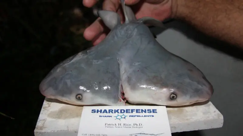 Scientists confirm first two-headed bull shark. Courtesy of Patrick Rice, Shark Defense/Florida Keys Community College