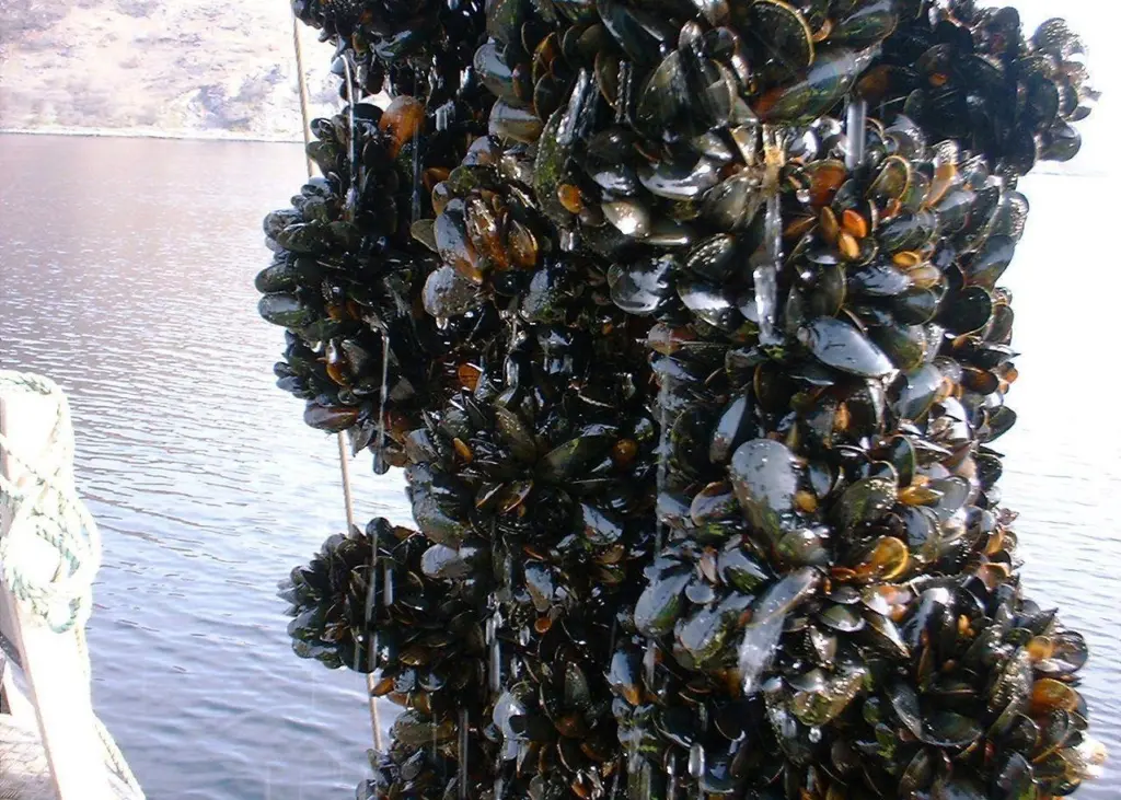 The BAP mussel farm standards are ready for public comment