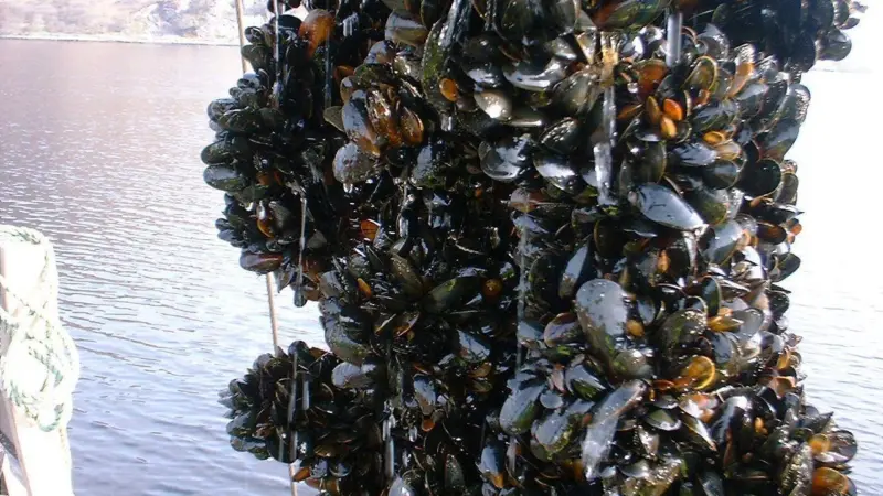 The BAP mussel farm standards are ready for public comment