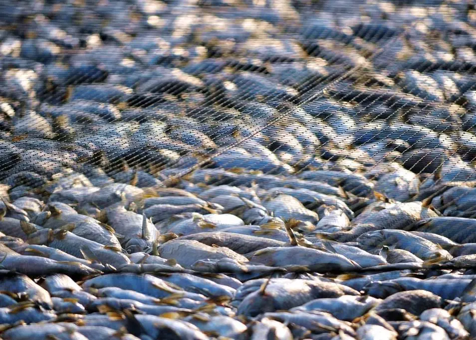 More fish is being scrutinised at EU ports thanks to tighter IUU regulations