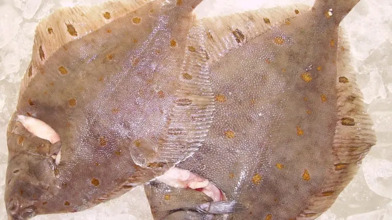 The plaice stock in the North Sea has tripled in size since 2004