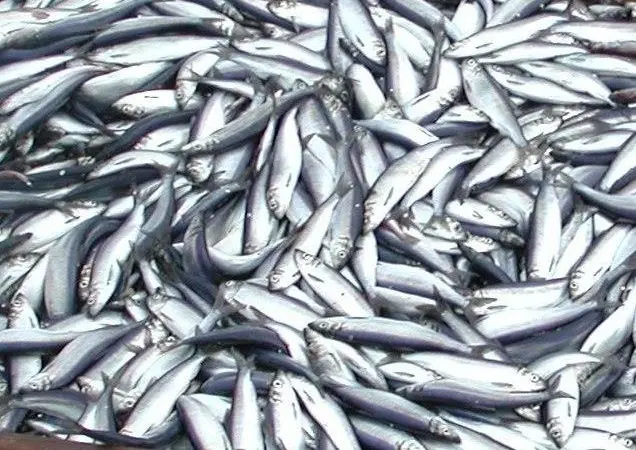 Herring is in plentiful supply in Faroese waters