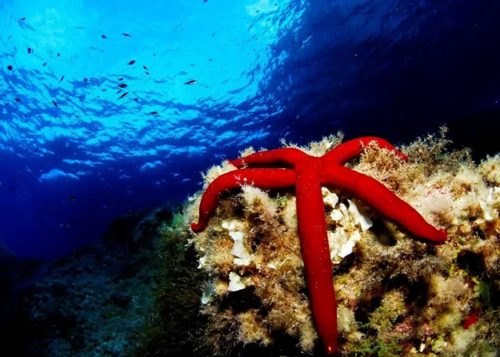 Oceana will promote the enlargement of the Cabrera National Park. Photo: Oceana/Juan Cuetos