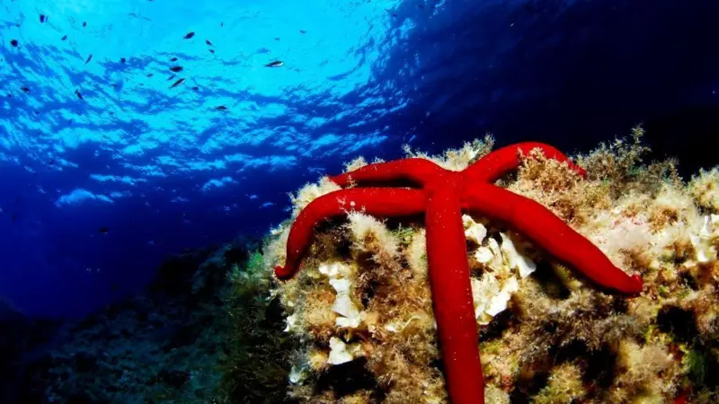 Oceana will promote the enlargement of the Cabrera National Park. Photo: Oceana/Juan Cuetos