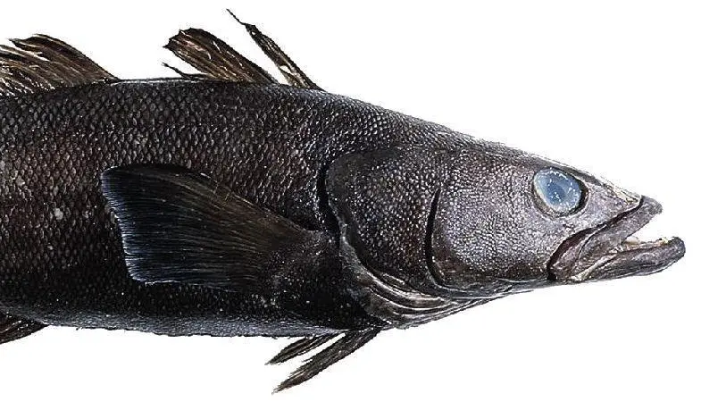 Toothfish is now a more sustainable choice, according to Seafood Watch