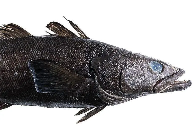 Toothfish is now a more sustainable choice, according to Seafood Watch
