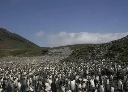 A marine protected area (MPA) around Prince Edward Islands will help protect a suite of spectacular wildlife, including albatrosses, penguins and killer whales © Samantha Petersen/WWF South Africa
