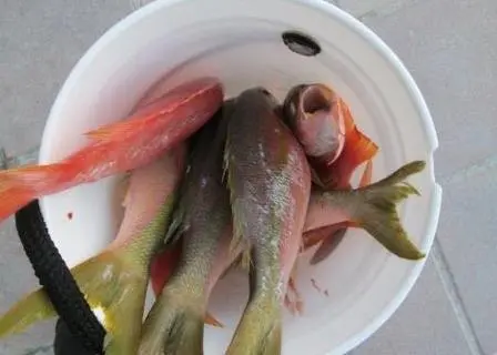 The US Coast Guard discovered yellow tail snapper and Wahoo fish aboard the vessel Photo: US Coast Guard