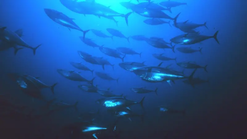Greenpeace wants tuna fishing in the Indian Ocean to be managed sustainably. Photo: NOAA/Marine Photobank