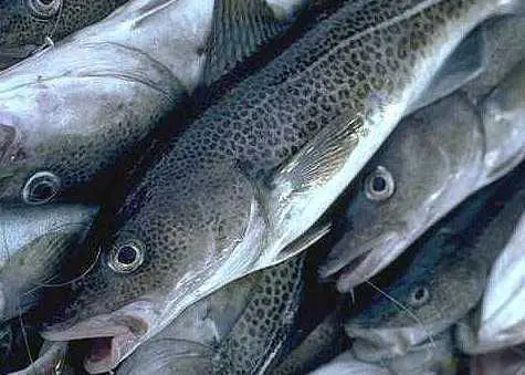 The need to allocate days at sea comes from the EU’s Cod Recovery Plan (CRP)