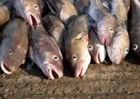The CFO has received certification for its cod, turbot, birll and sole