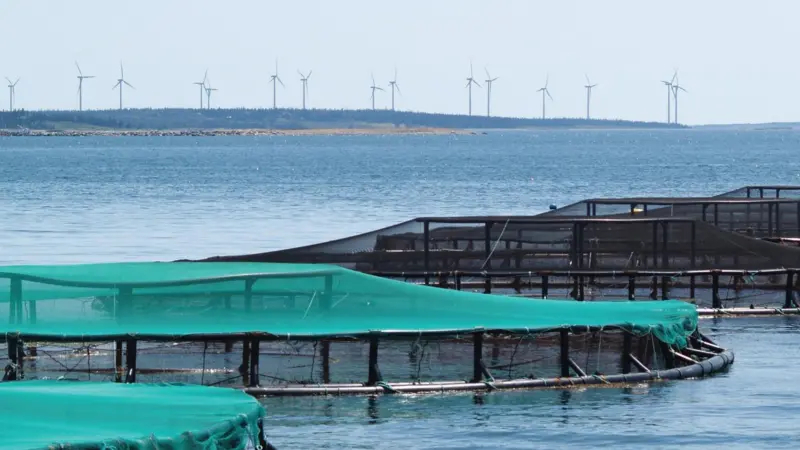 Nova Scotia will develop a regulatory framework for aquaculture. Credit: Nova Scotia Fisheries and Aquaculture.
