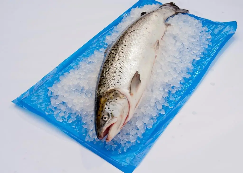 The Sea-Fresh pouch
