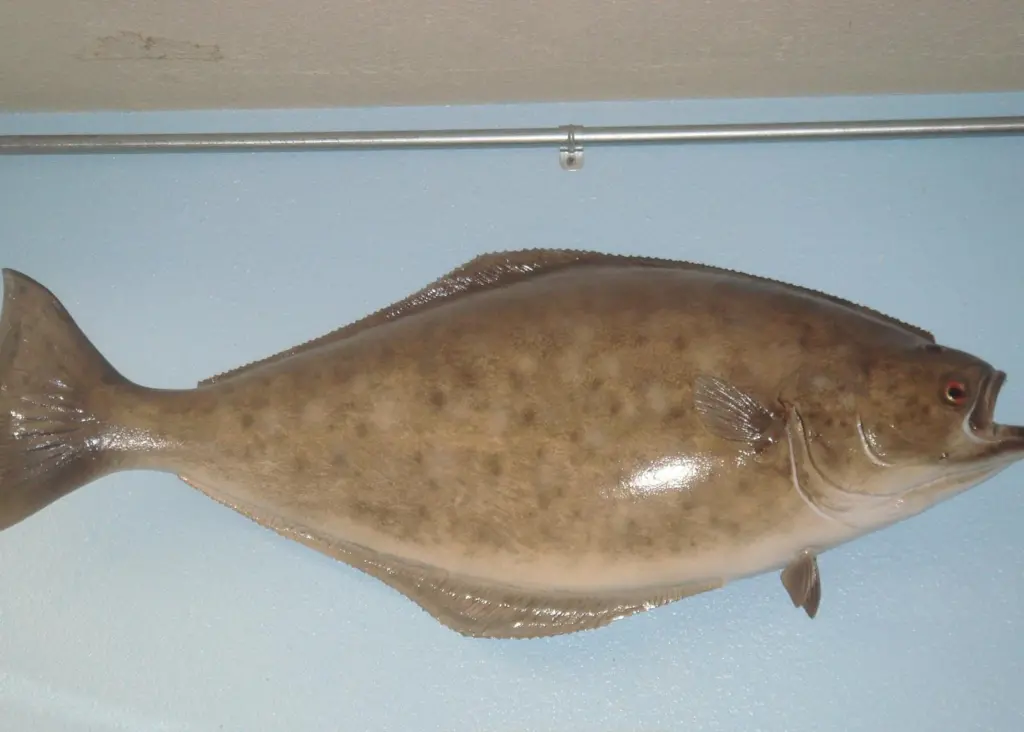 Overfished Atlantic halibut could struggle to recover to healthy levels