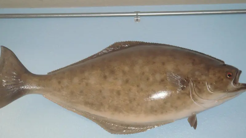 Overfished Atlantic halibut could struggle to recover to healthy levels
