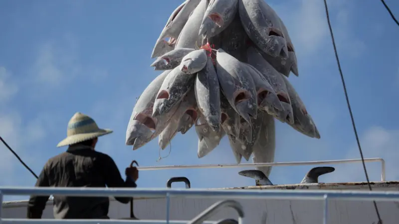 Greenpeace hopes the IOTC will improve records of vessels fishing for tuna. Photo: Jiri Rezac/Greenpeace