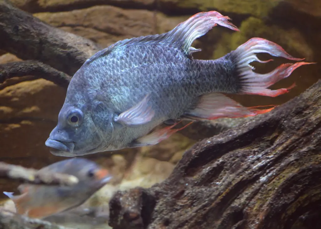 The last remaining males of the Mangarahara cichlid are on the brink of extinction. Photo: ZSL London Zoo