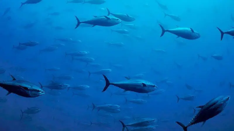WWF says EU fish stocks will take more than 100 years to recover. Photo: NEF