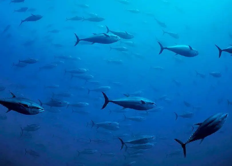 WWF says EU fish stocks will take more than 100 years to recover. Photo: NEF