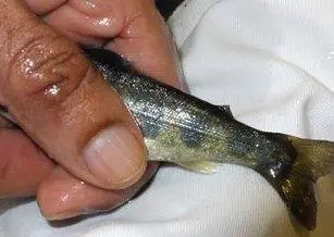 Research at Nofima indicates that removal of the farmed salmon’s adipose fin can be the easiest and cheapest method. Photo: Velmurugu Puvanendran © Nofima