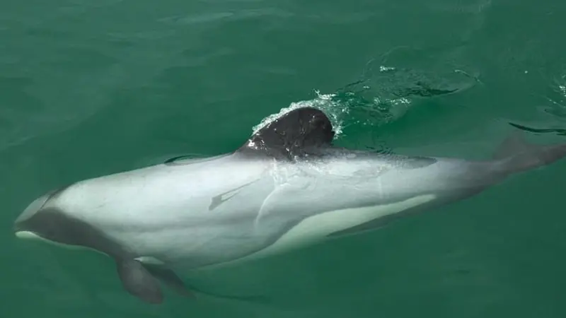 Two incidental captures of Hector’s dolphins were recorded. Credit: James Shook/ CC BY 2.5