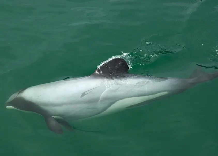 Two incidental captures of Hector’s dolphins were recorded. Credit: James Shook/ CC BY 2.5