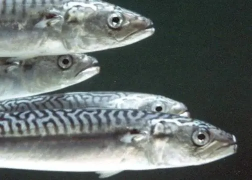 The MCS has rated Icelandic mackerel as 'least sustainable'