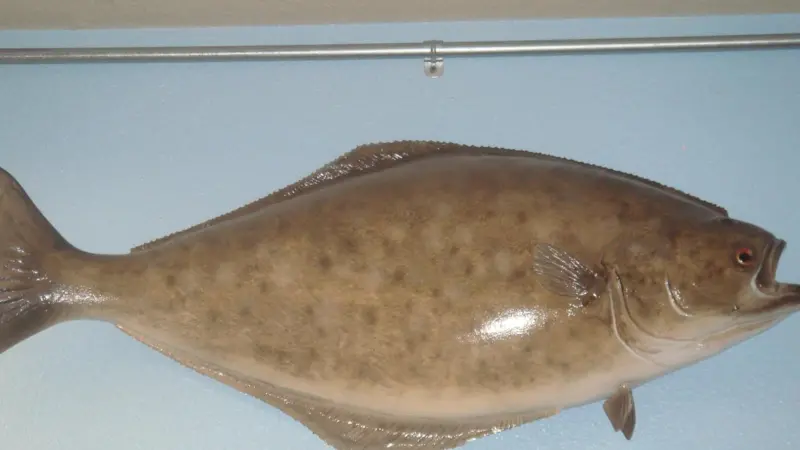 Atlantic halibut is in high demand in North America