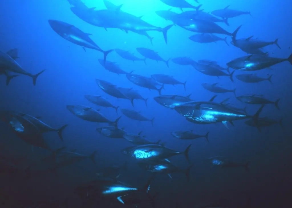 Bluefin tuna. Credit: NOAA/Marine Photobank