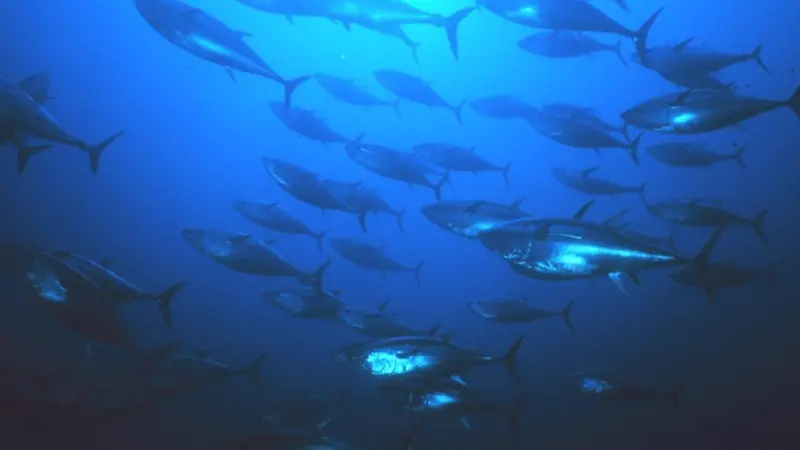 Bluefin tuna. Credit: NOAA/Marine Photobank
