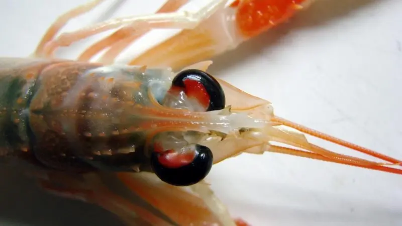 The nephrops fisheries operate in Kattegart and Skagerrak all year round