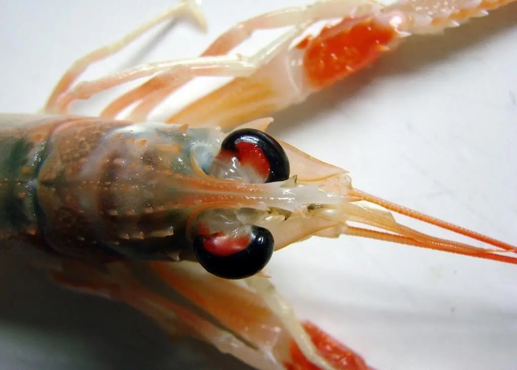 The nephrops fisheries operate in Kattegart and Skagerrak all year round