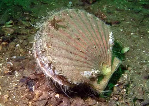 Shellfish are thriving because predatory species are being overfished. Photo credit: Howard Wood