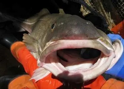 Oceana is suing NMFS for inadequate observer coverage in the New England groundfish fishery. Credit: NOAA