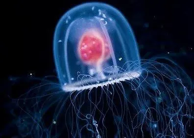 Turritopsis nutricula - the ‘imortal jellyfish’