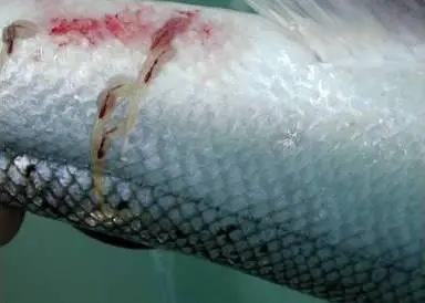 Sea lice are one of the long-term challenges facing the aquaculture industry and affect production across the world