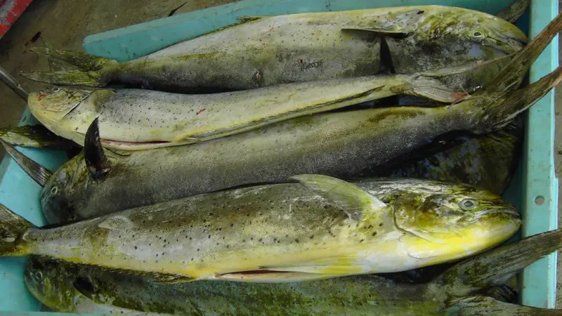Mahi mahi. Credit: Hans Hillewaert/CC-BY-SA-3.0