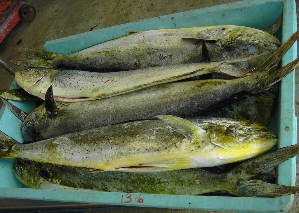 Mahi mahi. Credit: Hans Hillewaert/CC-BY-SA-3.0