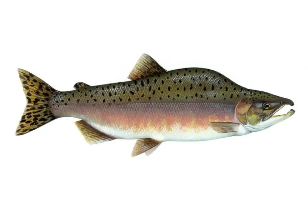 Pink salmon