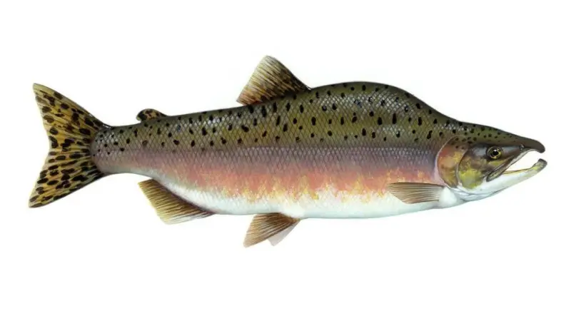 Pink salmon